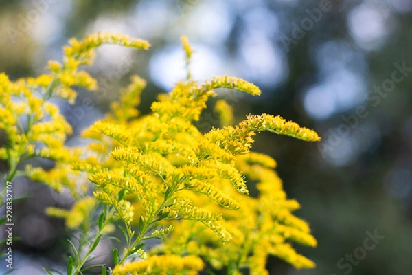 Fototapeta Yellow goldenrod stalks on a textured background with soft light in the woods ~GOLD RUSH~