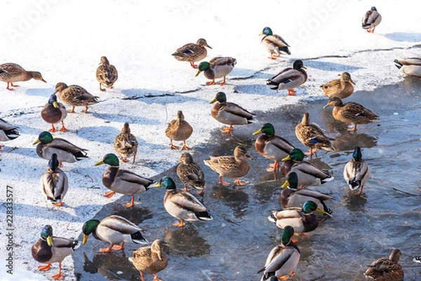 Obraz floating ducks in a frozen pond during a snowfall in winter
