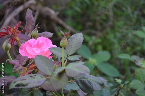 Obraz Flower in Garden