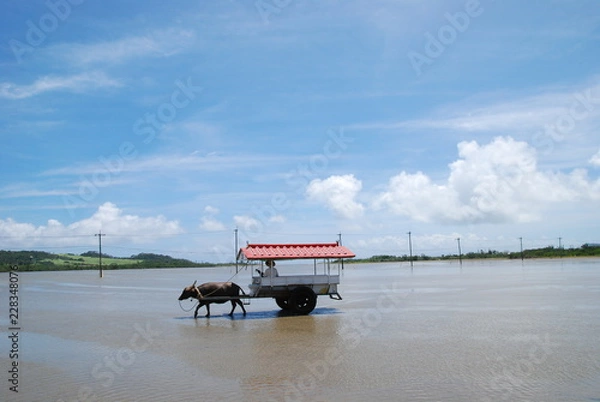 Fototapeta 竹富島　水牛車