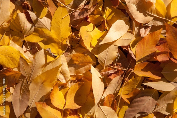 Obraz red maple leaf fell on the yellow maple