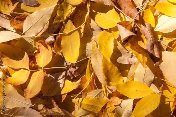 Obraz red maple leaf fell on the yellow maple