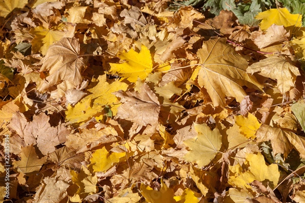 Obraz red maple leaf fell on the yellow maple