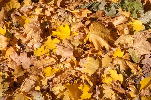 Obraz red maple leaf fell on the yellow maple