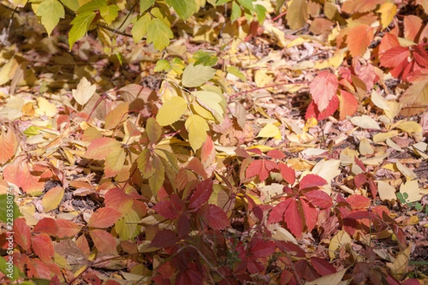 Obraz red maple leaf fell on the yellow maple