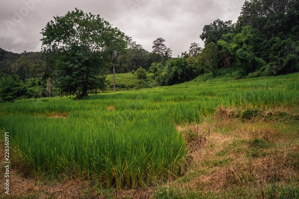 Fototapeta Rice field