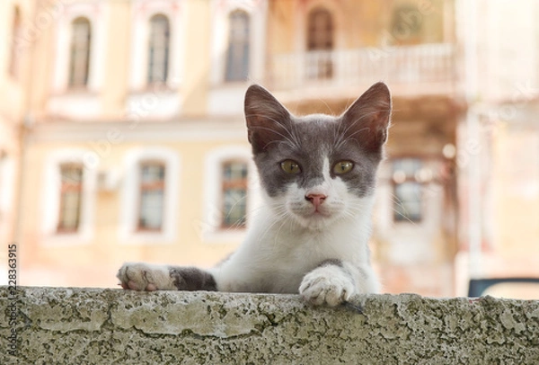 Obraz kot na tle miasta