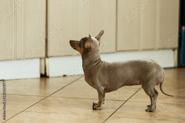 Obraz Little dog pinscher ratter prazsky