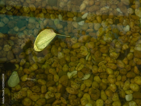 Fototapeta View of yellow leaf float on water surface. A clear water could transparently look down to rock in water, beautiful in nature.