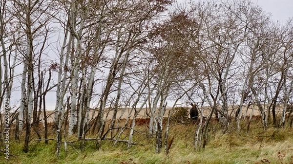 Fototapeta Moose in the bush