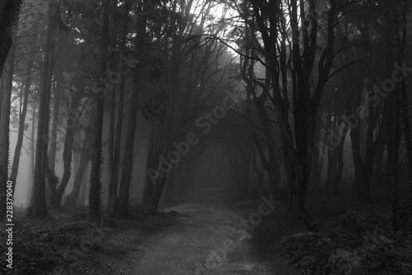 Fototapeta Misty Forest Path in Black and White 