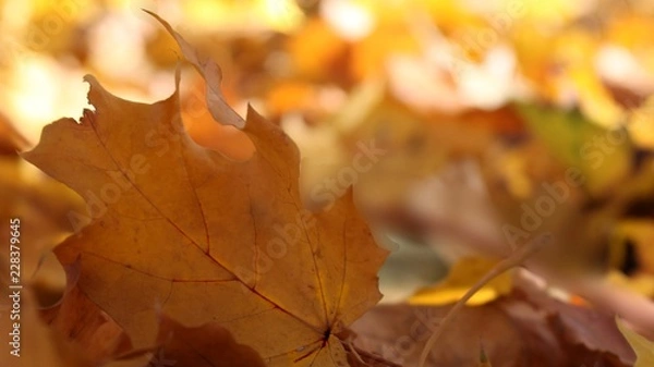 Obraz Bright yellow maple leaf lying on the ground