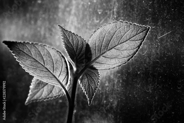Obraz Backlit flower against dirty window background.