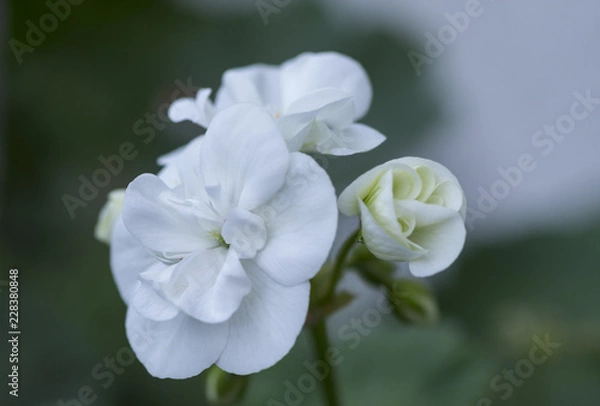 Obraz White GERANIUM beauty blooming.