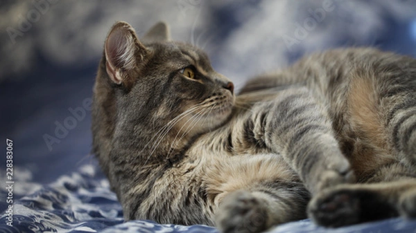 Obraz Fluffy gray cat lying on the bed