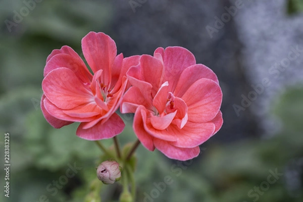 Obraz Summer Idols Pink Geranium.