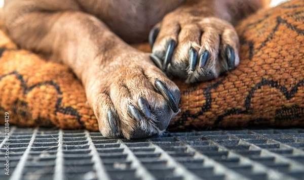 Fototapeta Macro photo of dog paw 