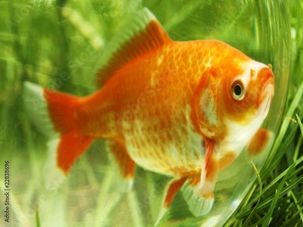 Obraz fish in water without oil