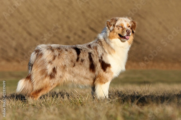 Obraz Berger Australien de profil