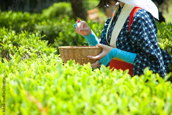 Obraz 八十八夜の茶摘み