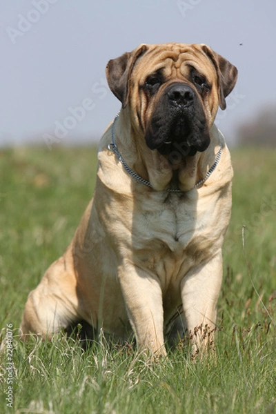 Obraz mastiff assis de face