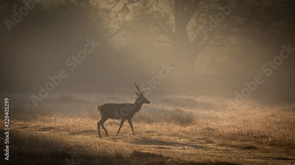 Obraz Red Deer In Sunrise Mist