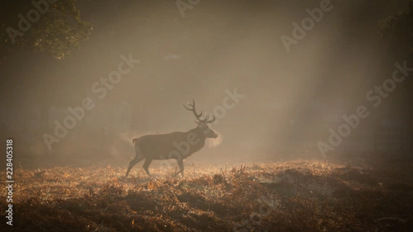 Obraz Red Deer In Sunrise Mist