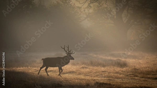 Obraz Red Deer In Sunrise Mist