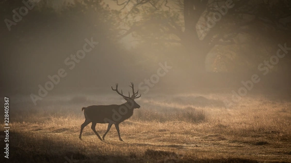Obraz Red Deer In Sunrise Mist