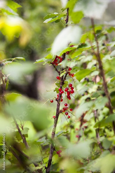 Fototapeta Mountain currant or alpine currant ( ribes alpinum) - branch with the ripe fruits.