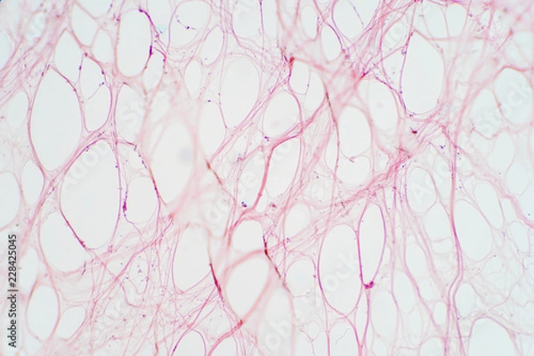Obraz Areolar connective tissue under the microscope view.