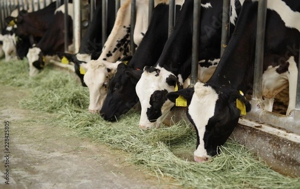 Obraz 牧草を食べる牛舎の牛