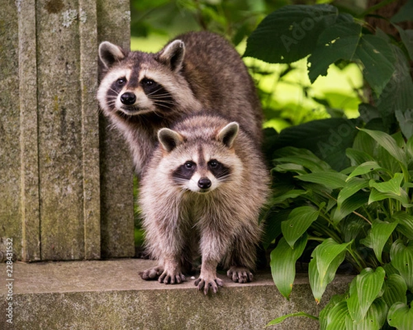 Fototapeta Two raccoons surprised by human presence