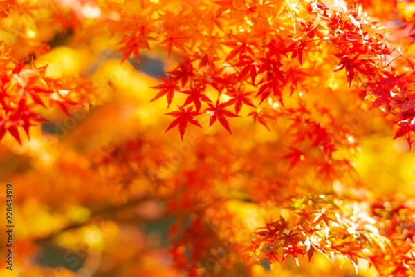 Fototapeta 秋イメージ