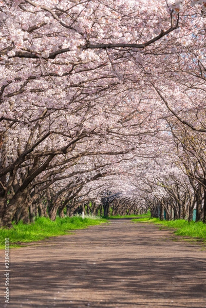 Obraz 大分川河川敷の桜並木