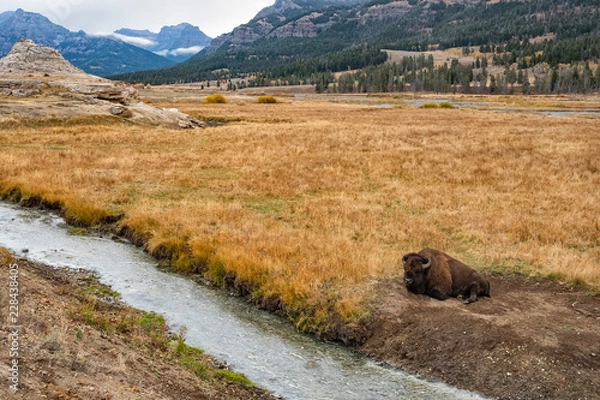 Obraz bison country