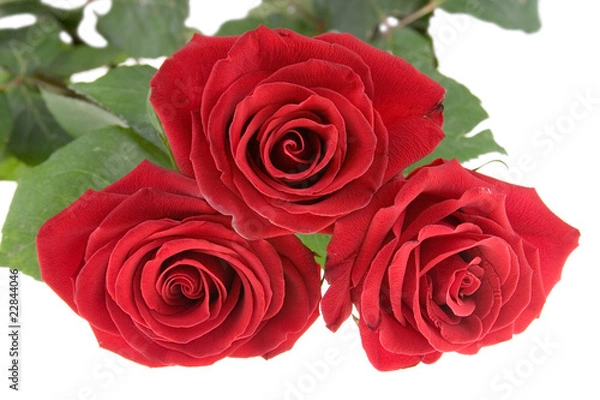 Obraz Red roses