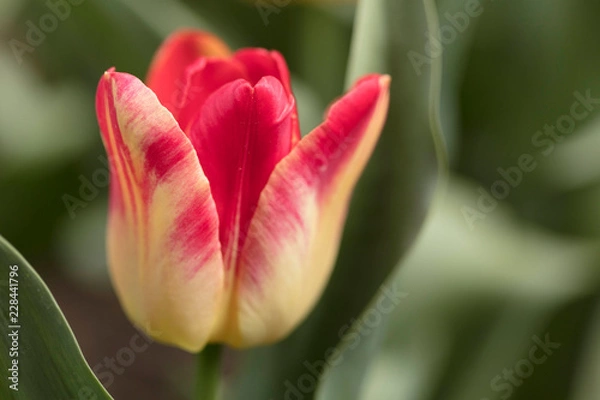 Obraz Two-toned Tulip