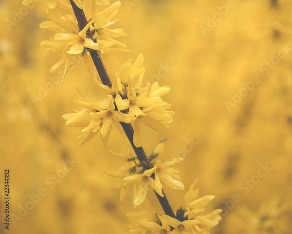 Obraz Yellow Flowers