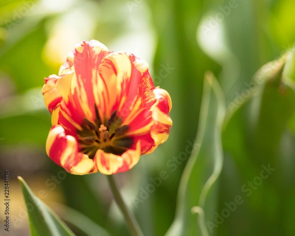 Fototapeta Tulip Cup