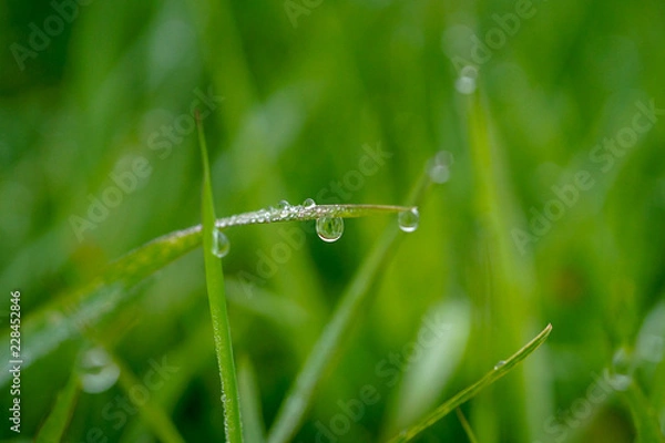 Fototapeta 朝露の雫