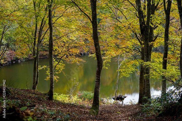 Fototapeta 紅葉と池