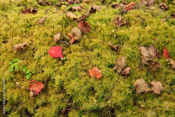 Fototapeta 苔と落ち葉