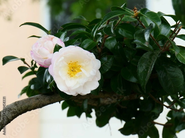 Obraz 秋の花の開花