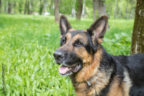 Fototapeta Dog German Shepherd in a forest in a summer