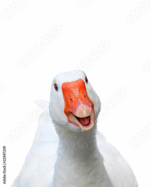 Obraz Uśmiechając się Soose