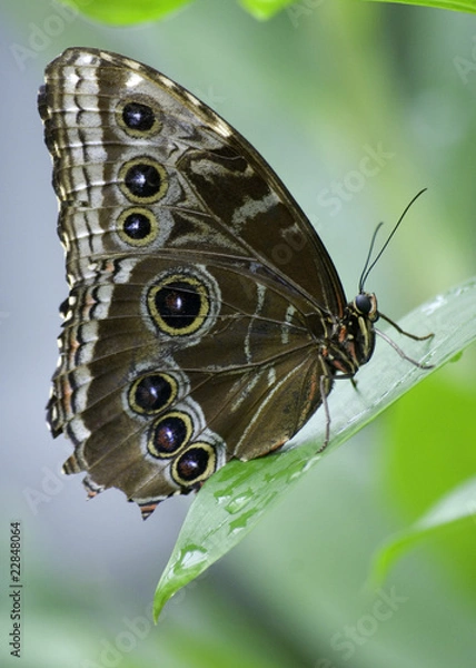 Obraz blue morpho butterfly
