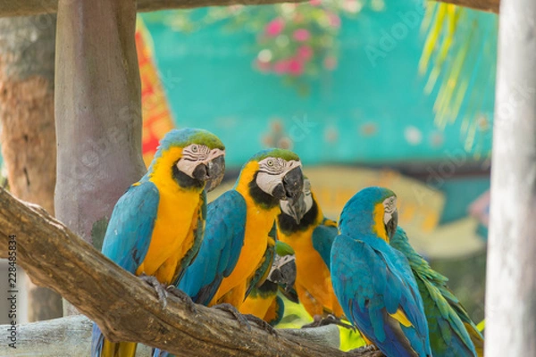 Fototapeta 鳥・インコ・オウム・カラフル・コンゴウインコ