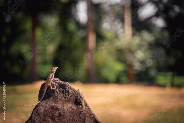 Obraz Wondering lizard