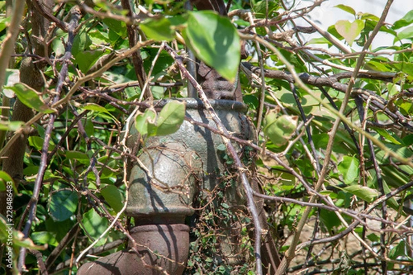 Fototapeta 沖縄の古民家